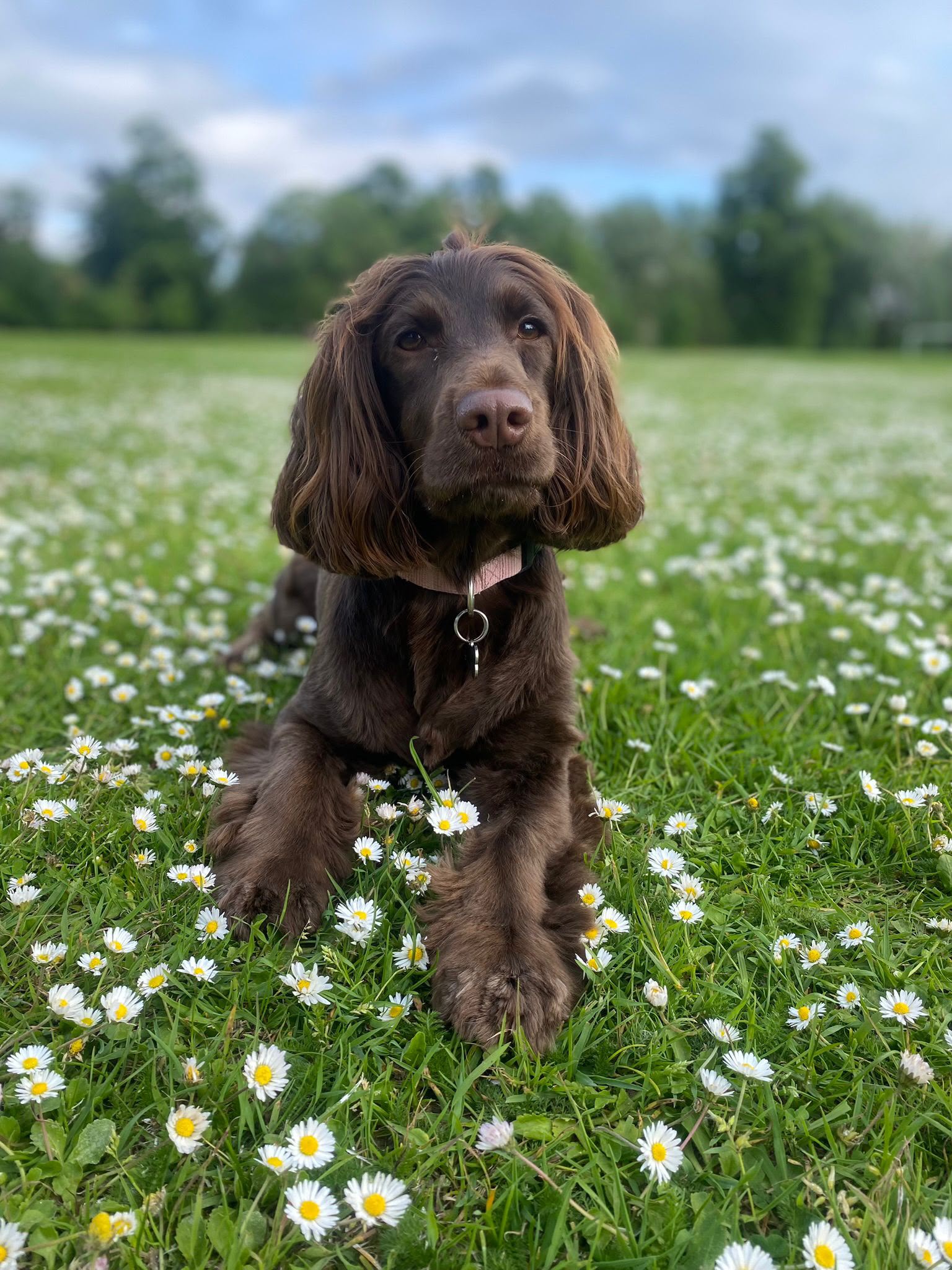 Peggy, Annie&rsquo;s Cocker Spaniel