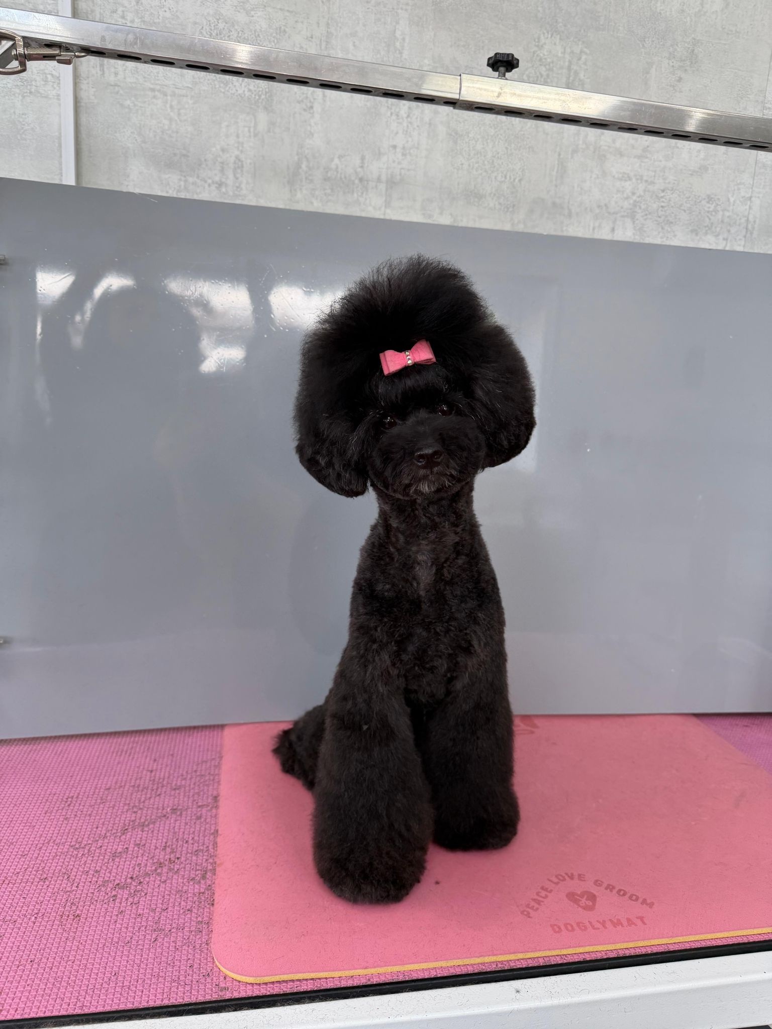 Gabbana, Jasmine&rsquo;s toy poodle