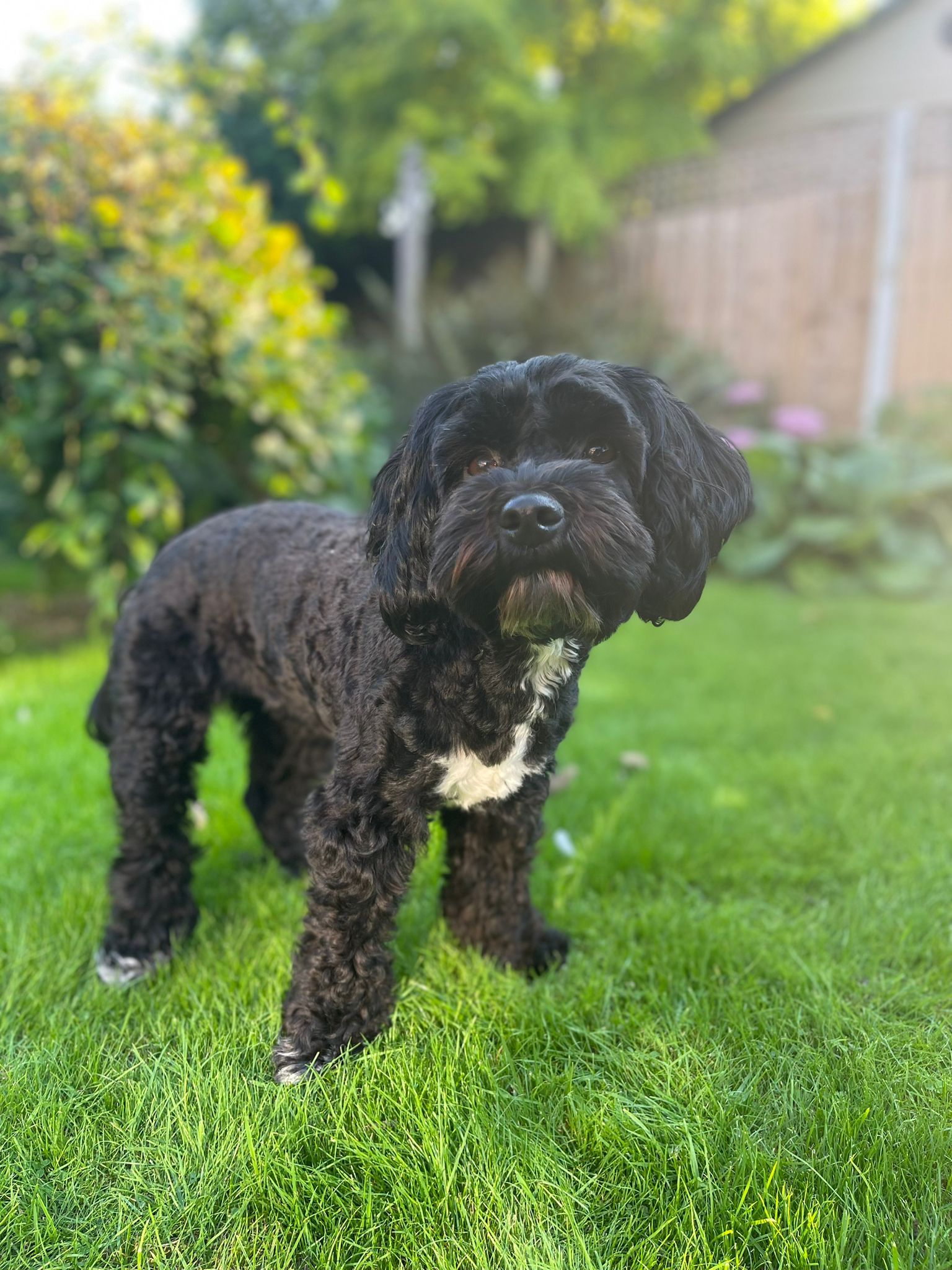 Lola, Lauren&rsquo;s dog