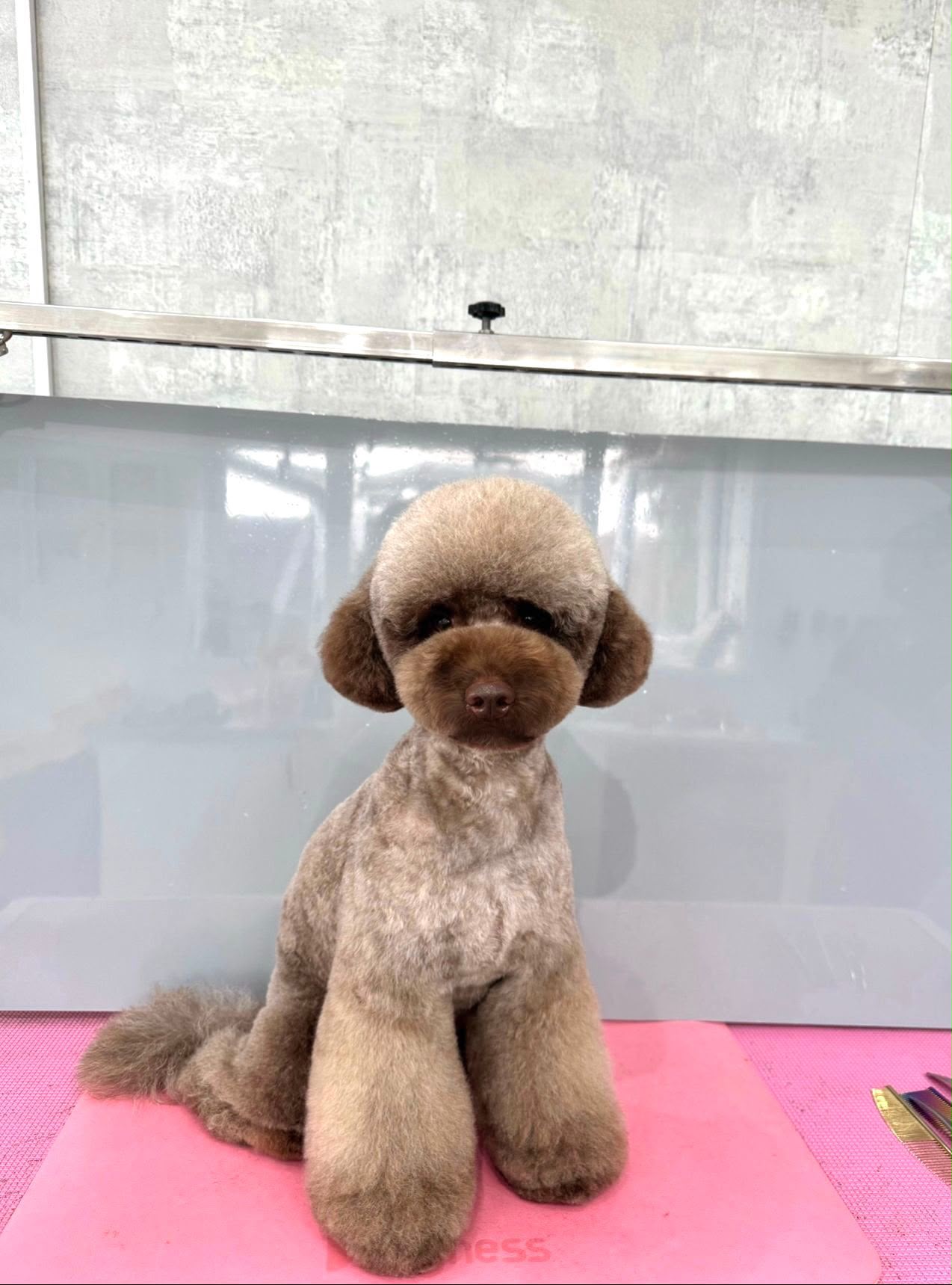 Romy, Sapphire&rsquo;s Mini Poodle
